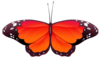  Butterfly No Back Orange Image